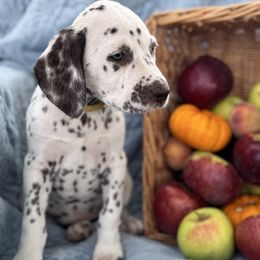 Eraser - White and liver brown female Dalmatian puppy in Carlsbad, New Mexico from ECMO Farm Dalmatians & Labrador Retrievers