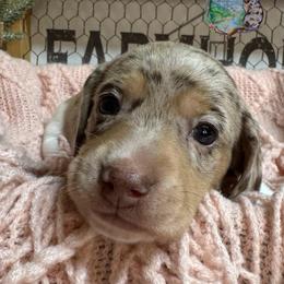 Luna - Dapple female Dachshund puppy in Fayetteville, West Virginia from Loop Creek Dachshunds