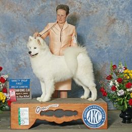 Borzoi and Samoyed Puppies from Kalabria