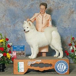 Borzoi and Samoyed Puppies from Kalabria