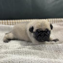 Boy 3 - male Pug puppy in Troutman, North Carolina from Ohana Pugs