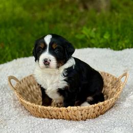 Trooper - Tri-color male Bernedoodle puppy in Bremen, Indiana from Farmland Doodles