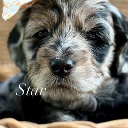 Green Collar - Merle female Goldendoodle puppy in Murfreesboro, Tennessee from Cherry Lane Farm Doodles