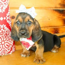 Sandy - Black tan and white female Basset Hound puppy in Antlers, Oklahoma from Rocking H