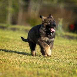 German Shepherd Puppies from Sommerfeld German Shepherds