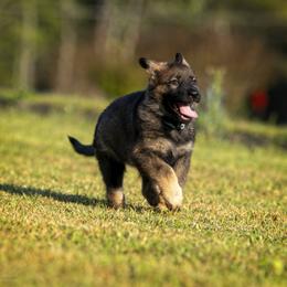 German Shepherd Puppies from Sommerfeld German Shepherds