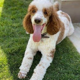 Rip - Poodle
