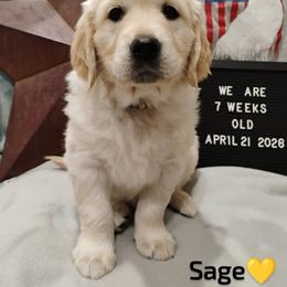 Yellow collar girl - Light golden female Golden Retriever puppy in Rochester, Washington from Grand Mound Goldens