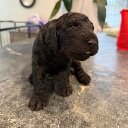 Girl 4 - Black female Poodle puppy in Walpole, Massachusetts from Harborstone Poodles and Terriers