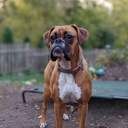 Ruca - Boxer