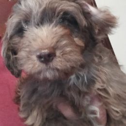 Nutmeg - Merle male Cavapoo puppy in East Providence, Rhode Island from Marta's Cavaliers