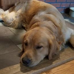 Brady - Golden Retriever