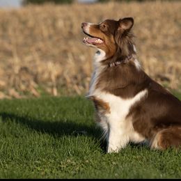 Molly - Australian Shepherd