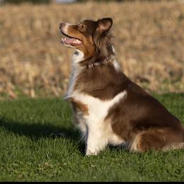 Molly - Australian Shepherd