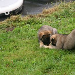 Shiloh Shepherd Puppies from Solace Shilohs