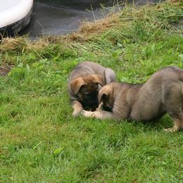 Shiloh Shepherd Puppies from Solace Shilohs