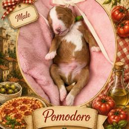 Pomodoro - Red  male Goldendoodle puppy in Miami, Florida from Jade’s Paws & Co. Of Miami LLC