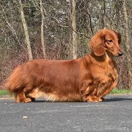 Piper - Dachshund