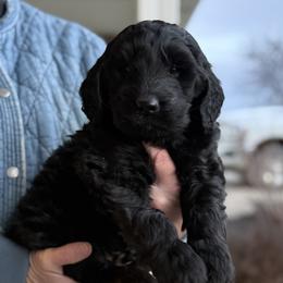 Hank - Black male Goldendoodle puppy in Zwingle, Iowa from Morehead Family Dogs
