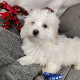 Gus - White male Coton de Tulear puppy in Westfield, North Carolina from Legacy Pets