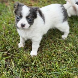 Allison - Blue and white female Chihuahua puppy in Amity, Pennsylvania from Rhoda and Verna