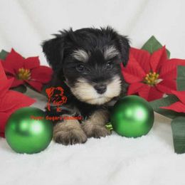Ziva - Black and silver female Miniature Schnauzer puppy in Fairhope, Alabama from Puppy Sugars Kennels