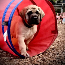 Mastiff Puppies from Majestic Mastiffs of Florida