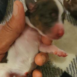 Dachshund Puppies from Bergner Belinda