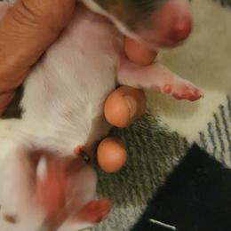 Dachshund Puppies from Bergner Belinda