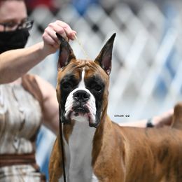 Rip - Boxer