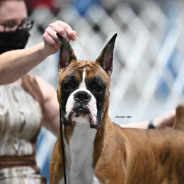 Rip - Boxer