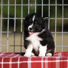 BTM2 - Black tri-color male Australian Shepherd puppy in Warm Springs, Georgia from Out West Aussies