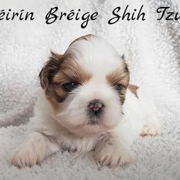 AKC Red & White Parti Male #2 - Red and white male Shih Tzu puppy in Las Vegas, Nevada from Beirin Breige Shih Tzus