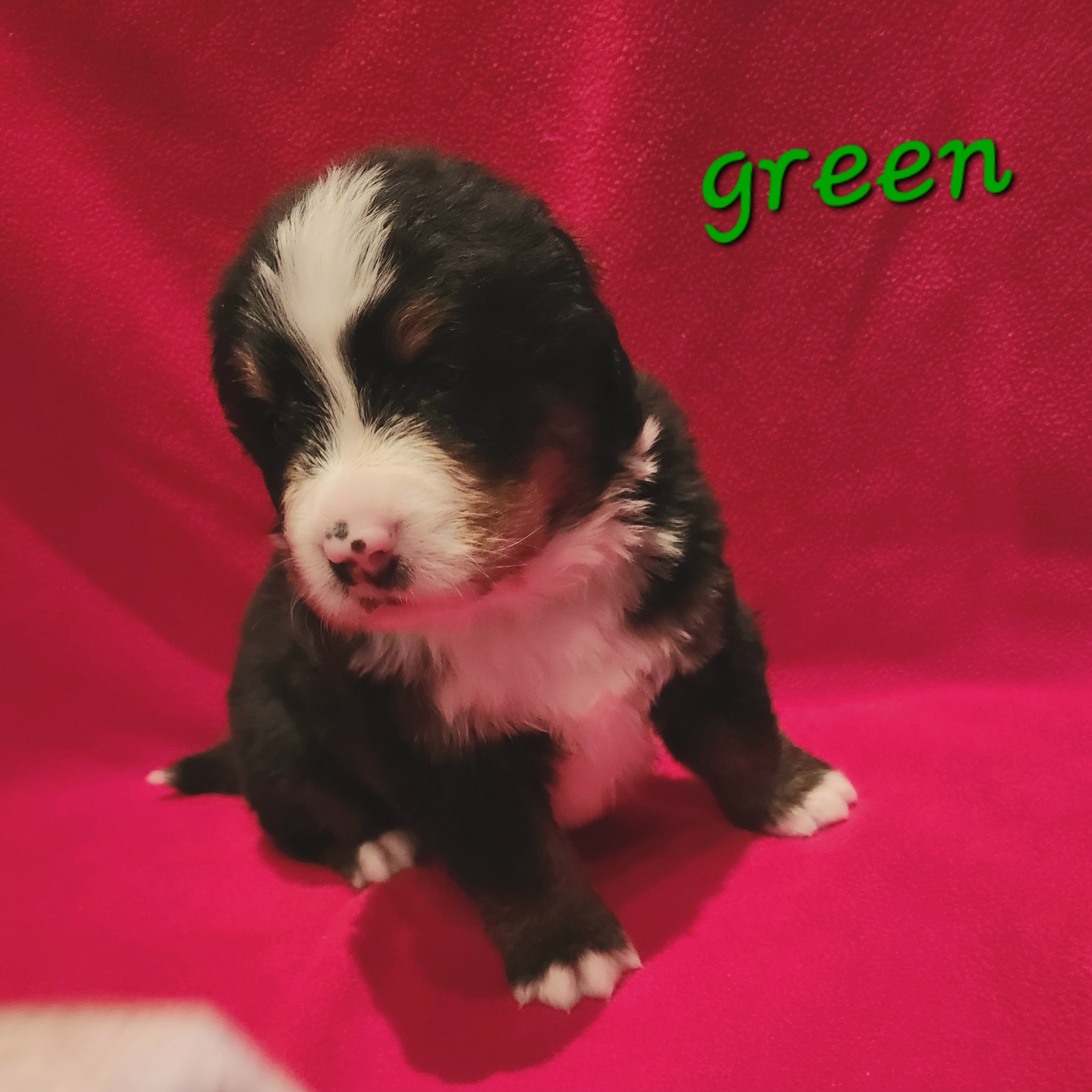 Boy 2 - Bernese Mountain Dog puppy in New Jersey from MadKnight Farms Bernese