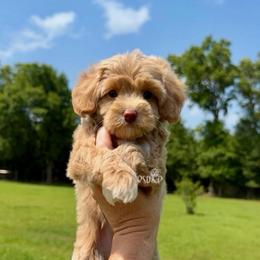 Honey - Apricot female Assorted Doodle Crosses puppy in Lake Charles, Louisiana from Brandi’s Southern Doodles & Poodles, LLC