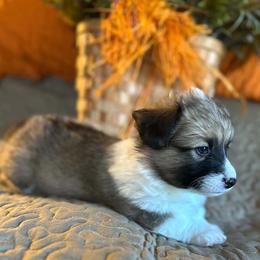 Chestnut - Sable male Pembroke Welsh Corgi puppy in Lima, New York from Hickory Springs Corgis