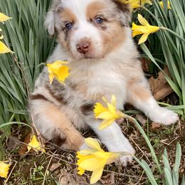 Australian Shepherd Puppies from Cannonrun Aussies