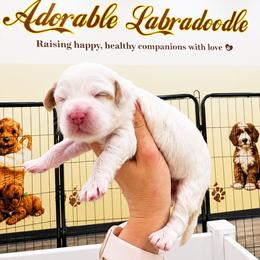 Black - Red female Australian Labradoodle puppy in Antelope, California from Adorable Labradoodle