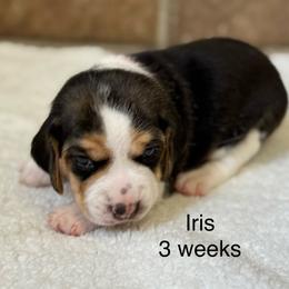 Iris - Black white and tan female Beagle puppy in Rogersville, Missouri from Hales Little Beagle Haven