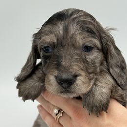 Darker Black Dapple Male - Dapple male Dachshund puppy in North Branch, Michigan from Doxie View Acres