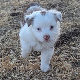 Harissa - Red merle female Toy Australian Shepherd puppy in Mountain Home, Idaho from LJK Boxers & Toy Aussies