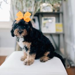 Espresso - Black and tan female Cavapoo puppy in Murray, Utah from Sun Valley Doodles