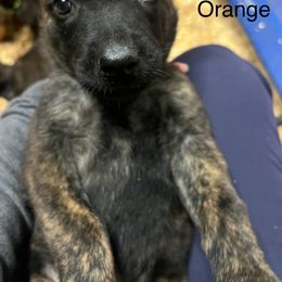 Male 1- Orange Collar - Black brindle male Dutch Shepherd puppy in Raceland, Louisiana from Fontana Farm