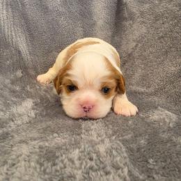 Fabian - Blenheim male Cavalier King Charles Spaniel puppy in Romeoville, Illinois from KonopkaKennelsLLC