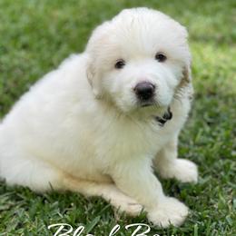 Black Boy - White male Great Pyrenees puppy in Red Bluff, California from River's Bend Walnut Orchard