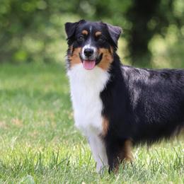 Miniature American Shepherds from Circle J Miniature American Shepherds