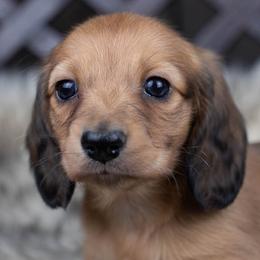Dollie - Red female Dachshund puppy in Barnesville, Pennsylvania from Dachsy