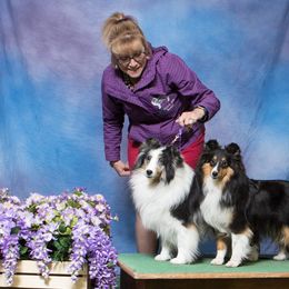 Shetland Sheepdogs from Wysteria Mist Shetland Sheepdogs