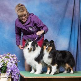 Shetland Sheepdogs from Wysteria Mist Shetland Sheepdogs