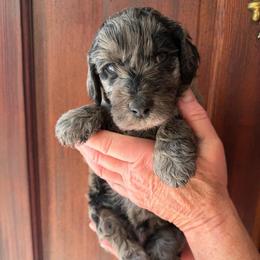 Ash - Merle male Goldendoodle puppy in Easley, South Carolina from Our Darling Doodles
